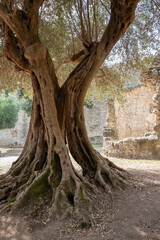 Fototapeta na wymiar Olivenbaum uralt in der Toskana