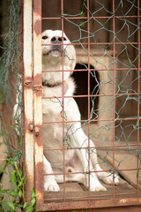 Beautiful sad great growth mix breed dog sadly looking through cage sad eyes