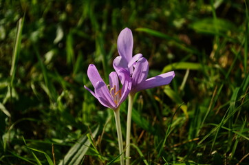 Pink flower buds of poisonous Colchicum species in a meadow