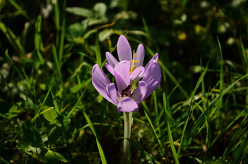 Fototapeta premium Pink flower buds of poisonous Colchicum species in a meadow