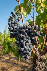 Obraz premium Rote Weintrauben am Rebstock in der Toskana