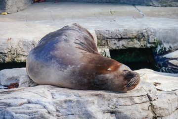 Vienna, Austria 10/11/2020 Beautiful seal at the Schönnbrunn Zoo