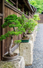 Row of different bonsai trees standing on the stones outside. Japanese garden in Poland.
