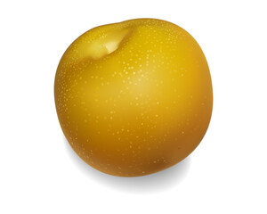 梨/フルーツ/リアル