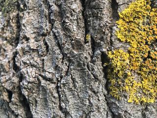 Old tree bark background, copy space