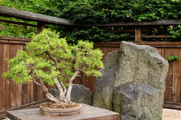  Bonsai pine/juniperus tree near huge stone outside in japanese garden in Poland. © I_love_life