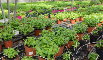Fototapeta na wymiar Fresh herbs melissa and mint growing in pots in greenhouse