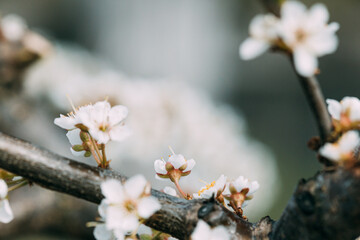 White Young Spring Flowers Of Prunus subg. Cerasus Growing In Branch Of Tree.