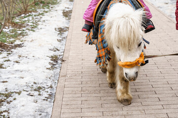 pony ride a child in winter