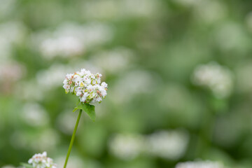 蕎麦の花