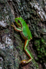 American green tree frog.Little green amphibian on vegetation in summer nature from front view.animal closeup