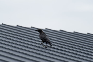 屋根の上のカラス