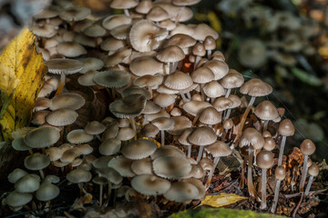 Mushrooms False honey fungus on a stump in a beautiful autumn forest.group fungus in autumn forest...