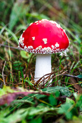 Red fly agaric against the background of the forest. Toxic and hallucinogen mushroom Fly Agaric in grass on autumn forest background.Amanita muscaria. Inspirational natural fall landscape