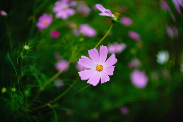 可愛いコスモス