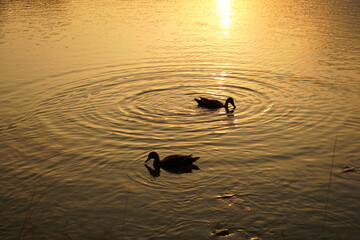 二羽の鳥のシルエット
