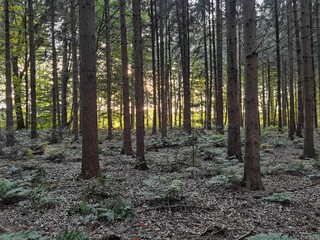 Obraz premium trees in the forest