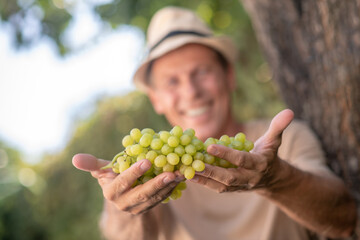 Male in straw hat showing cluster of green ripe grapes into camera