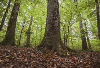 Wide angle shot of tall trees and foreground trunks and branches in a autumn fall forest covered in fallen leaves on a lush atmospheric day.