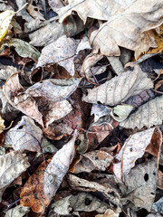 autumn leaves background