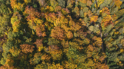 Beautiful aerial photo of lush autumn fall trees with golden orange colors taken in the Swiss alpine mountains.