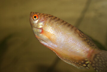 fish in aquarium