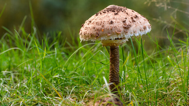 Single large parasol mushrooms (Macrolepiota procera) at the meadow