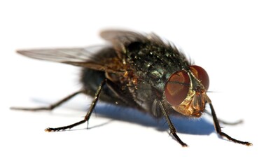 fly isolatet on the white background