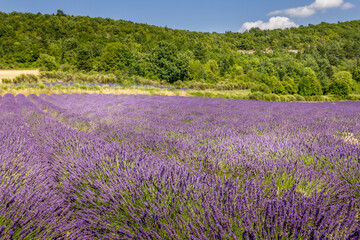 Naklejka na ściany i meble Lavender field in the south of France