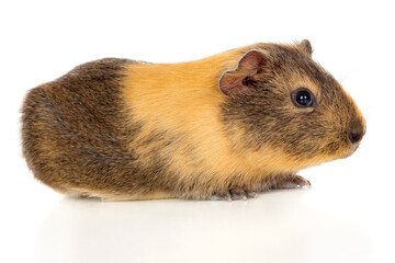 Fototapeta premium Brown and yellow Guinea Pig