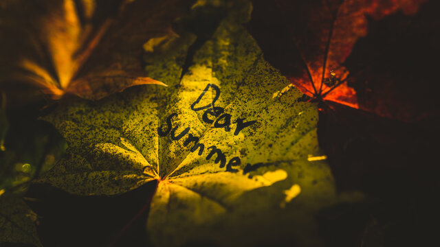 Dear Summer. Autumn