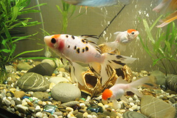 fish in aquarium