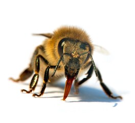 bee or honeybee in Latin Apis Mellifera