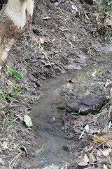 stream in the forest