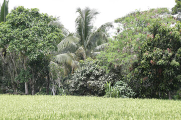 Forest, Coconut Tress, in Tropical Islands