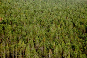 green pine forest background