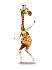 Poster Im Rahmen Dancing photo of giraffe mixed media concept happy expression isolated on white © Sergey Novikov