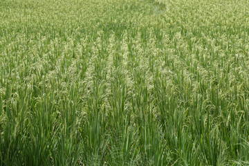 Green Rice Fields, Tropical Country, Pandeglang, Banten, Indonesia 3