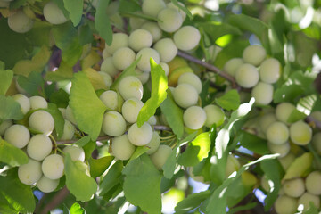 まだ青いギンナンの実