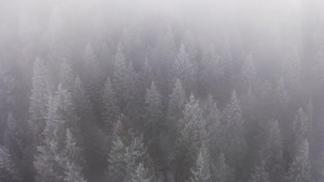 Foggy mountain forest with ice frost covered trees in Winter. Fairytale landscape, snow capped pine tops. slow motion