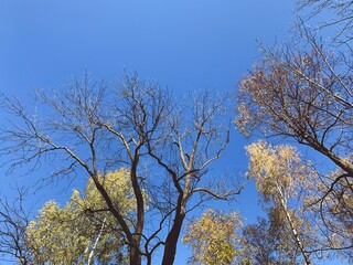 Autumn trees in the blue sky background