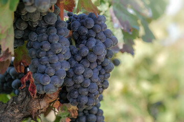 Beautiful bunch of ripe blue wine grapes on a vine on green leaves background with copy space. Grapevine with berries and grape leaves in sunny day. Plantation of vines. Autumn harvest in Spain. 