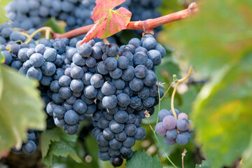 Grapevine with berries and grape leaves on sun rays. Beautiful bouquet of ripe blue wine grapes on green leaves background with copy space. Plantation of vines. Autumn harvest in vineyard in Spain.