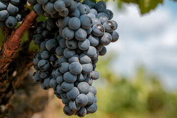 Beautiful bunch of ripe blue wine grapes on vine on blue sky background with copy space. Grapevine...