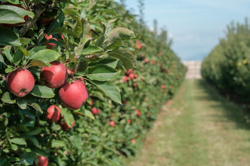 Apple trees with ripe red apples in the garden on the blue sky background. Traditional collecting handmade organic fruit. Ripe fruits in orchard ready for harvesting. Perspective view. Spain