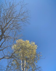 Autumn trees in the clear blue sky background