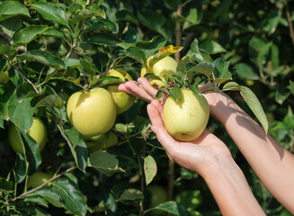 White female hands with love hold on fresh ripe green apples from apple tree. Traditional handmade collecting fruits. Golden apples hanging from tree branch on orchard. Season harvesting in Europe.