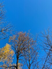 Autumn trees in the clear blue sky background