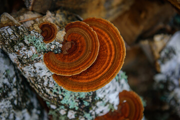 Top view healing chaga mushroom on old birch trunk close up. Red parasite mushroom growth on tree. Bokeh background.