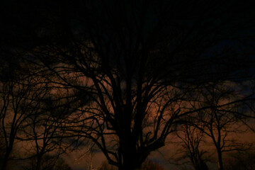 Tree at night